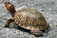World's Best Turtle Names Eastern Box Turlte