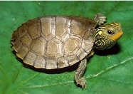 World's Best Turtle Names Map Turtle