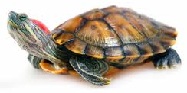 Worlds Best Turtle Names Red Eared Slider Turtle
