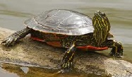 World's Best Turtle Names Western Painted Turtle