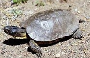 World's Best Turtle Names Map Turtle